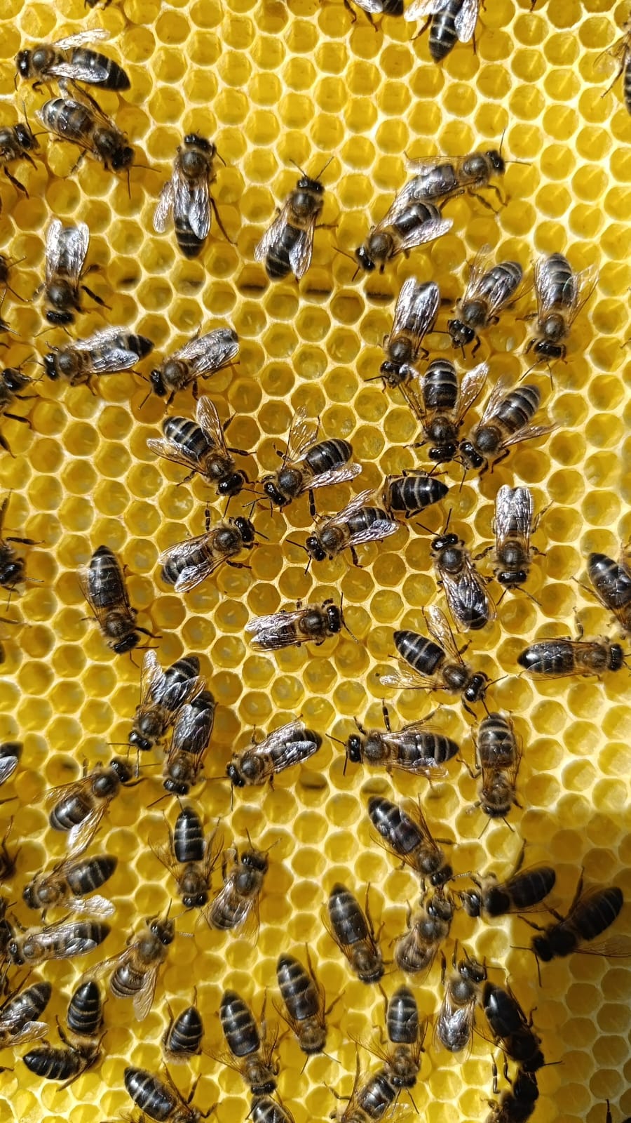 Abejas trabajando en colmena