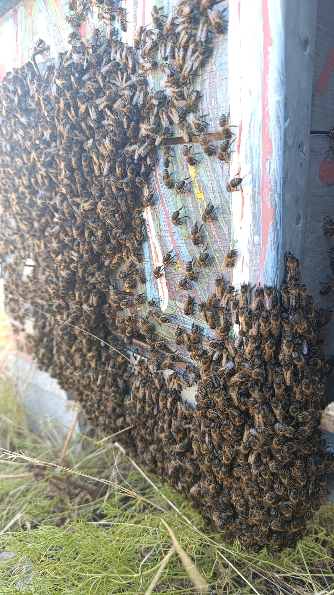 Conservación ambiental