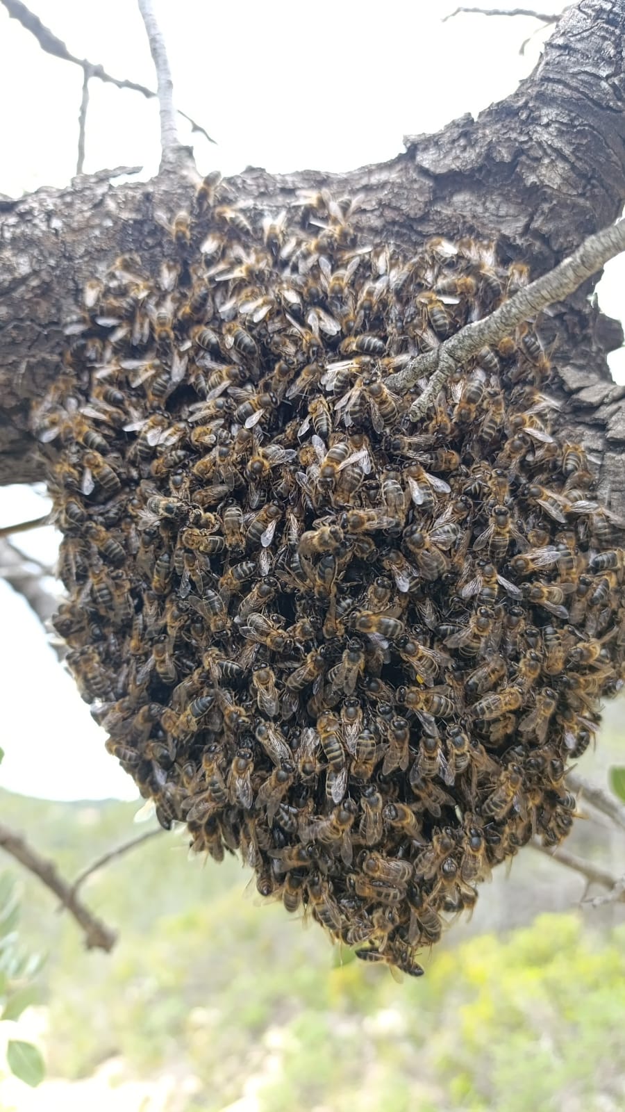 Apicultor trabajando