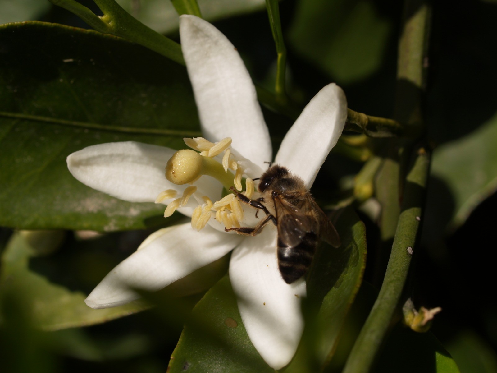 Fundación trabajando en apicultura